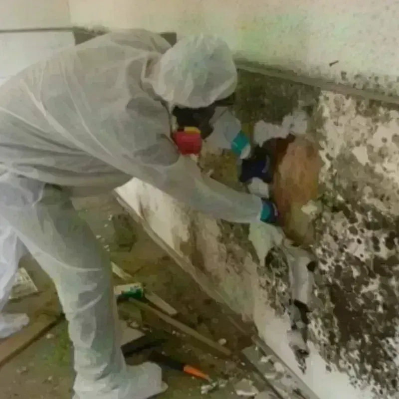 Mold Remediation and Removal in Plains, MT